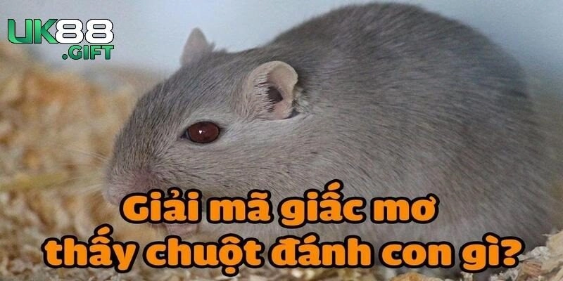 Giải mã giấc mơ và gợi ý số đánh